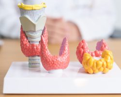 Doctor,With,Human,Thyroid,Anatomy,Model.,Hyperthyroidism,,Hypothyroidism,,Hashimoto,Thyroiditis,