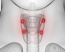 Human,Body,Glands,Anatomy,(parathyroid,Glands).,3d