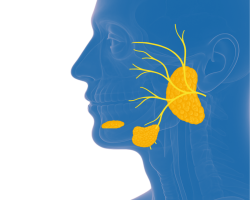 Žlijezde slinovnice - tumori