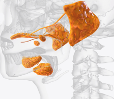 Žlijezde slinovnice - upala