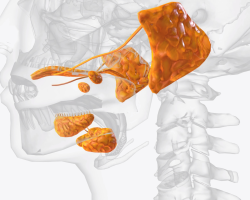 Žlijezde slinovnice - upala